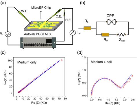 A Electrochemical Impedance Spectroscopy Setup Re Reference | Images ...