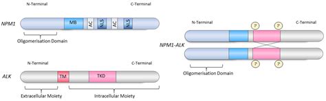 Cancers | Free Full-Text | The Transcriptional Roles of ALK Fusion Proteins in Tumorigenesis