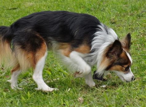 Dog of the Day: Fozzie the Shetland Sheepdog/Papillon Mix - The Dogs of ...