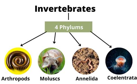 Invertebrates-Classification, Types, and Examples