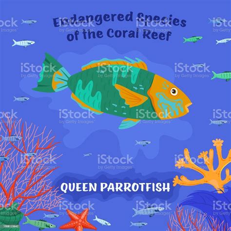 Queen Parrotfish Coral Reef Inhabitants Endangered Fish Species Stock Illustration - Download ...