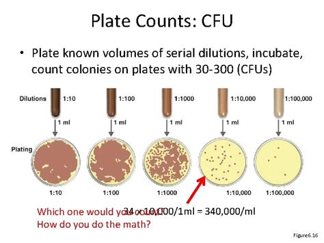 Bio 260 Bacterial growth Chapter 6 MICROBIAL GROWTH