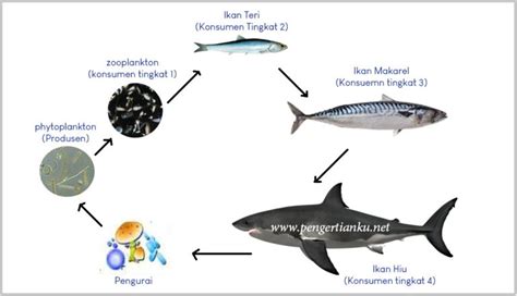 Rantai Makanan Ekosistem Laut Beserta Gambar dan Penjelasannya – Blog Mamikos