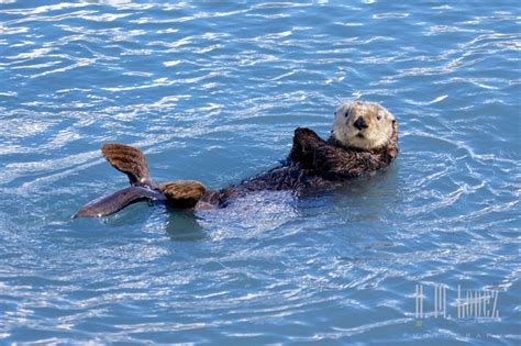 In Search of Wildlife | Wildlife, Kenai fjords national park, Kenai fjords