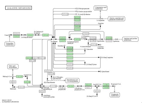 KEGG PATHWAY: beta-Alanine metabolism - Homo sapiens (human)