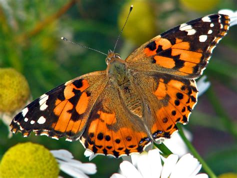 Monarch Butterfly Identification Guide - The National Wildlife Federation Blog