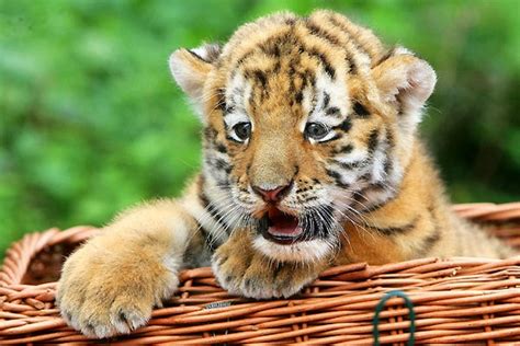 Hi-Def Pics - The Cutest Siberian Tiger Cub In the Whole World (7 photos)