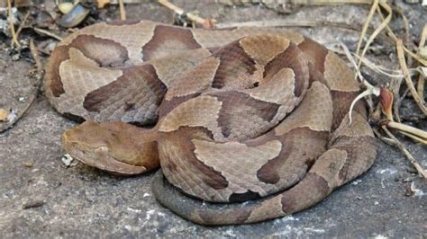 Can A Copperhead Kill You? (What You Need To Know)