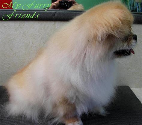 Pet Grooming: The Good, The Bad, & The Furry: Grooming a Pekingese