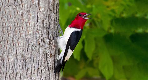 Red-headed Woodpecker » HF&G