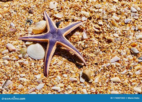 Purple Starfish Stock Photo | CartoonDealer.com #4741308