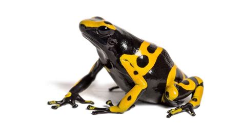 Poison Dart Frog Animal Facts | AZ Animals