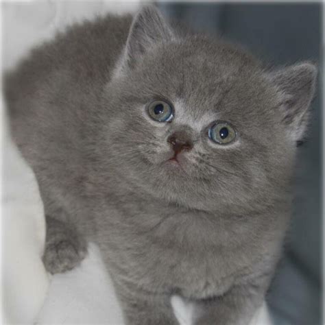 British Shorthair Breeders – Cats NSW