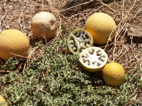 West African Plants - A Photo Guide - Citrullus colocynthis (L.) Schrad.