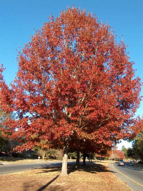 Shumard Red Oak Tree - Tree Land Nursery - Dallas, Texas