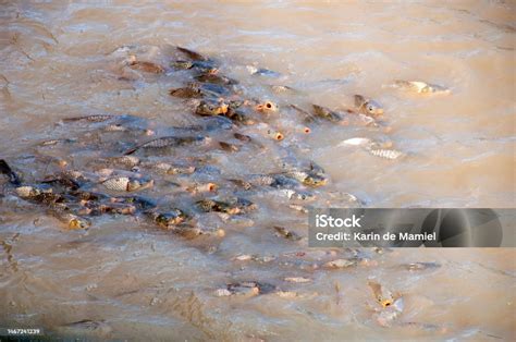 European Carp An Introduced Invasive Pest In The Australian Freshwater River System Stock Photo ...