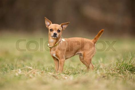 Purebred dog | Stock image | Colourbox