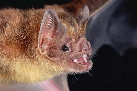 Vampire bats might avoid bitter substances to dodge indigestion | New ...