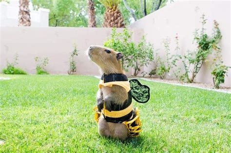 I Can Has Cheezburger? | Capybara, Cuddly animals, Cute animals