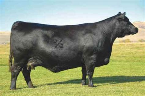 10 Facts about Angus Cattle | Fact File