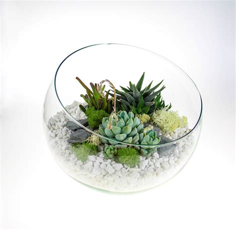 Angled Glass Bowl Succulent Terrarium | Large | Succulent terrarium, Terrariums kits, Glass bowl ...