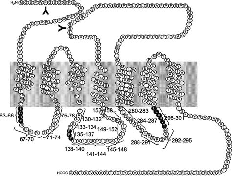 Primary structures of the human motilin receptor constructs used in the ...