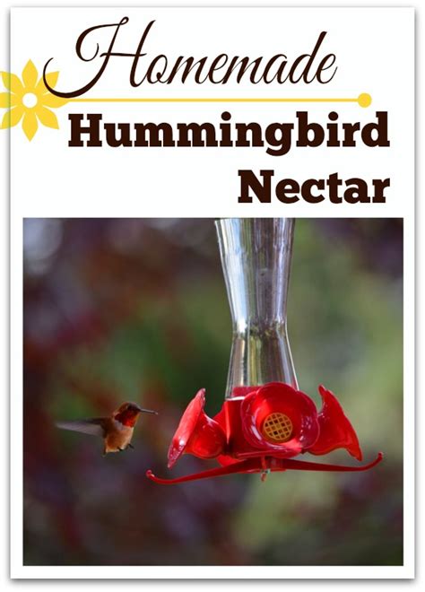 Homemade Hummingbird Food (Nectar) Recipe - Queen Bee Coupons