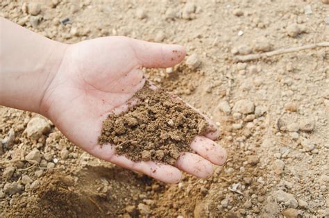 Horticultural Sand: What It Is And When To Use It In The Garden