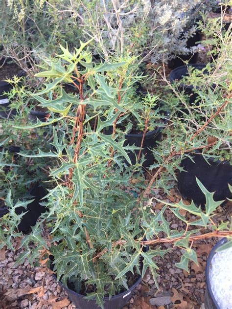 Deer Resistant Plants for Central Texas - Backbone Valley Nursery