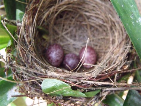 philipveerasingam: Nest of a Red-vented Bulbul.