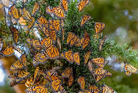 Monarch Butterfly Groves in Pismo Beach, Nipomo, Morro Bay, Los Osos