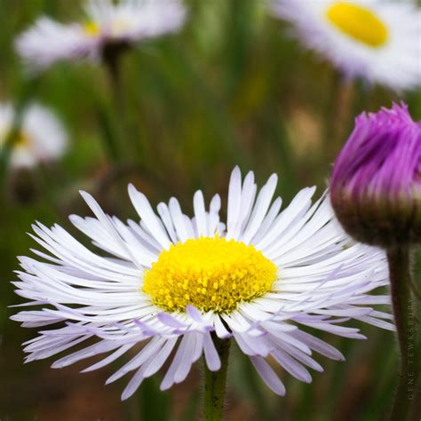 Colorado Wildflowers - Photo Tours & Sightseeing Jeep Tours