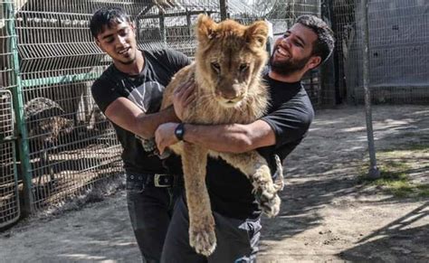 This Zoo Will Let Visitors Play With A Lion, Declawed