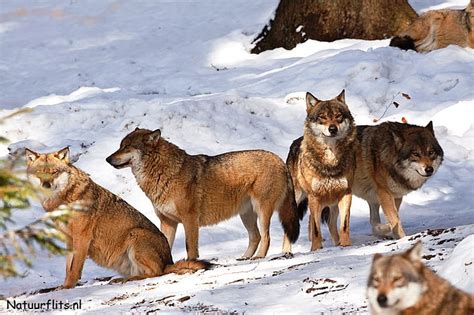 Wolfpack in snow, snow, nature, wolf, winter, pack, friends, HD ...