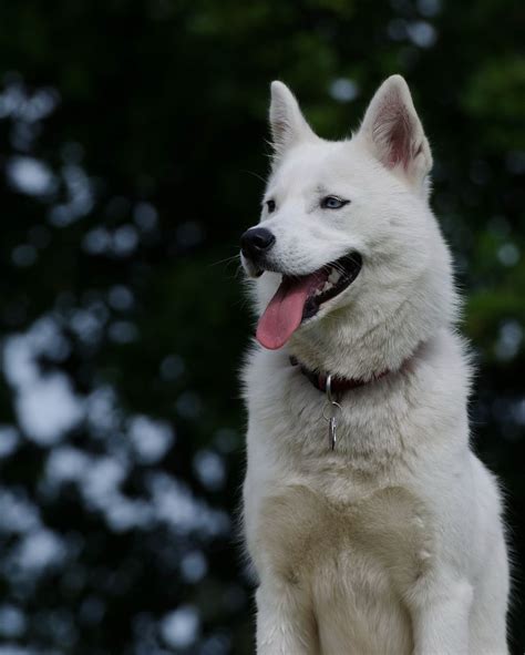 a white dog sitting on top of a wooden post with its tongue out and it's tongue hanging out