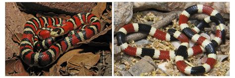 Batesian mimicry examples with kingsnake and coral snake | FWS.gov