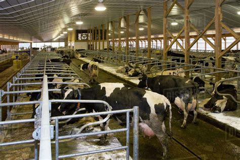 Livestock - Interior of a new hi-tech freestall dairy barn with an ...