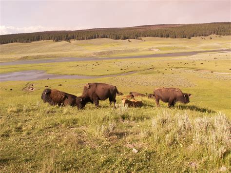 Wayne's Photo of The Day: Buffalo Grazing in Yellowstone National Park