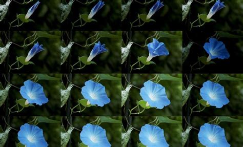 How to Make a Blooming Flower Time-Lapse: A Beginner's Guide - The Tech ...