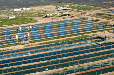 Growing algae more sustainably for biofuel production