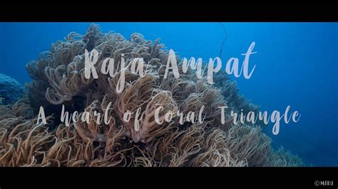 [4K] Raja Ampat Indonesia | A Heart of Coral Triangle : Diving Underwater - YouTube