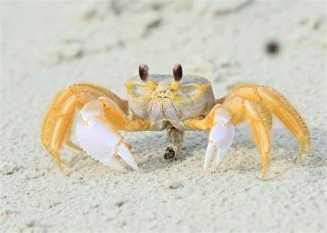 Atlantic Ghost Crab | This is one of the largest Ghost Crabs… | Flickr