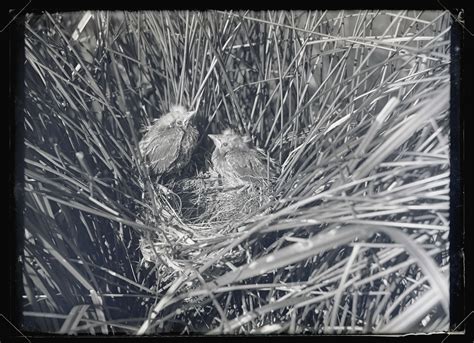 Red-Winged Blackbird Nest - OHS Digital Collections