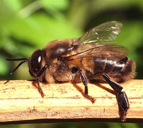 Honey Bee Species | Modern Farming Methods