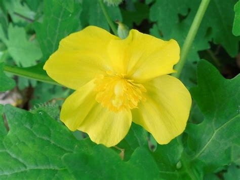 Native Wood Poppy vs Invasive Greater Celandine Identification