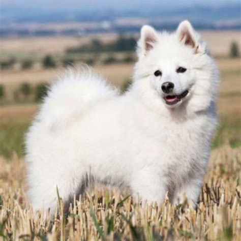 Indian Spitz Dog