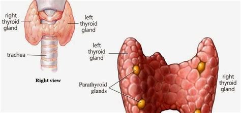 Parathyroid glands function | Science online