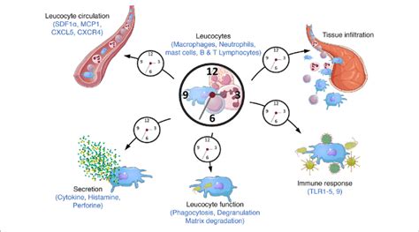 | Circadian immunity. The molecular clock regulates a large number of... | Download Scientific ...