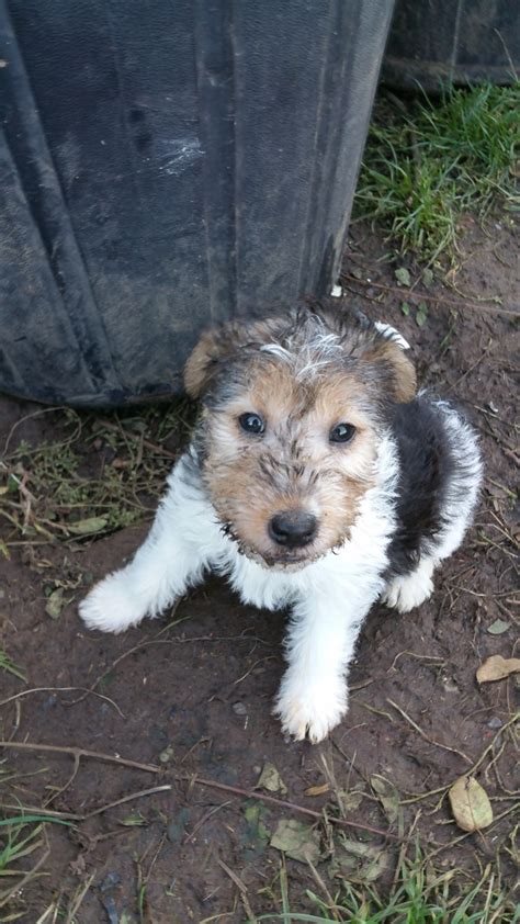 Wire Haired Fox Terrier Puppies For Sale | Yoncalla, OR #250656