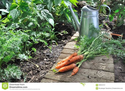 Vegetable garden stock photo. Image of culture, harvesting - 58554412